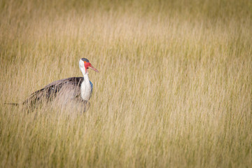 A Wattled crane walking in the grass.