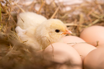 nestling chick. farm chicken.baby