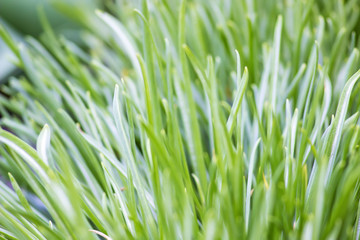 Blurred background, splash, bright green thin grass