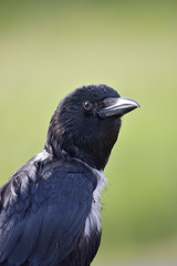 Raven - Odin's messenger