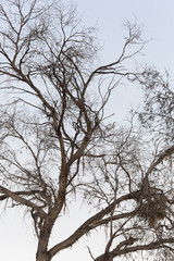 Branches of a large tree.