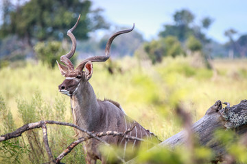 A beautiful male Kudu looking around.