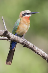 White fronted bee eater sitting on branch to hunt for insects