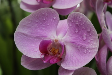 Naklejka na ściany i meble Giardino Botanico Singapore - Orchidee