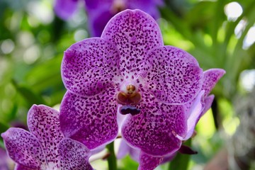 Giardino Botanico Singapore - Orchidee © marialauradr