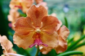 Giardino Botanico Singapore - Orchidee