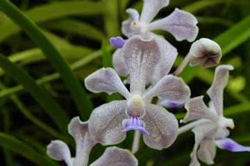 Giardino Botanico Singapore - Orchidee