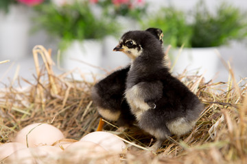 nestling chick. farm chicken.baby