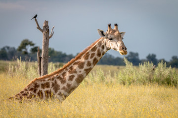 A Giraffe sitting in the grass.