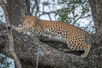 Fototapeta na wymiar A female Leopard relaxing in a tree.