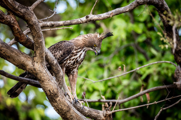 Changeable Hawk Eagle, India