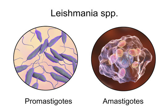 Two forms of Leishmania parasites, flagellated promastigotes found in sandfly and laboratory media, and non-flagellated amastigotes found inside macrophages. 3D illustration