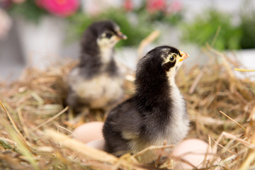 Fototapeta premium nestling chick. farm chicken.baby