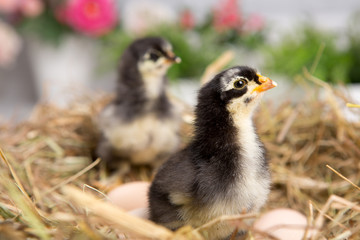 nestling chick. farm chicken.baby