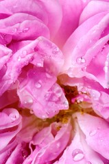 Fototapeta na wymiar Pink rose detail with fresh drops.