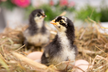 Obraz premium nestling chick. farm chicken.baby
