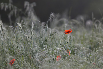 Poppy in wet cornfield in early morning
