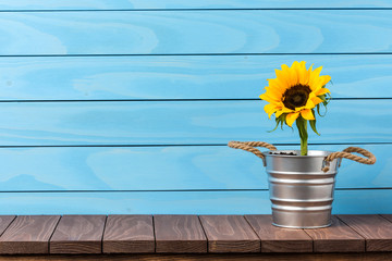 Sunflower in silver pot