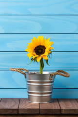 Sunflower in silver pot