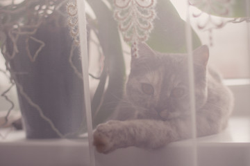 british scottish cat is playing with the tulle on the window, claws, eyes, Vase