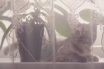 british scottish cat is playing with the tulle on the window, claws, eyes, Vase