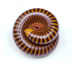 Millipede or millepede animal rolled to a circle