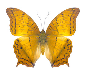 Cruiser (vindula evota) butterfly, Danaus Genutia , monarch butterfly isol