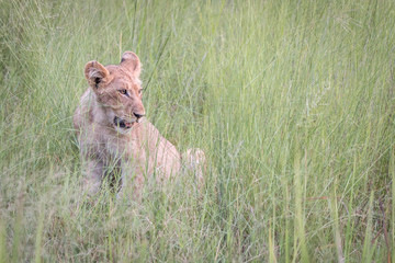 Fototapeta na wymiar A Lion cub relaxing in the grass.