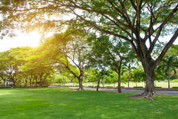Fototapeta na wymiar Morning light in public park with green grass and green fresh tree.