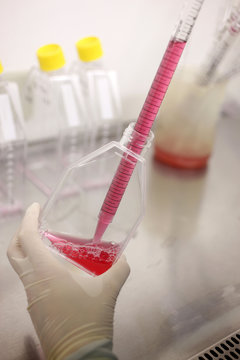 CELL CULTURE