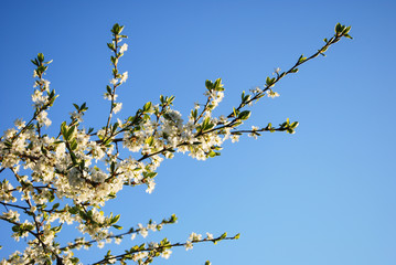 Blossom plum tree branch
