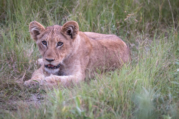 A Lion cub relaxing in the grass.