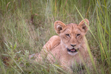 A Lion cub relaxing in the grass.