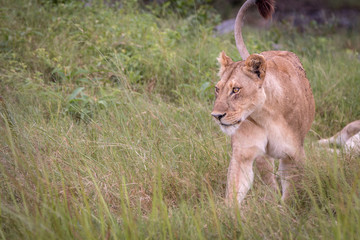 A female Lion walking in the grass.
