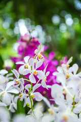 white and purple orchid with green bokeh, defocused background on outdoor garden background