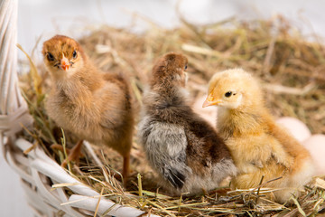 nestling chick. farm chicken.baby