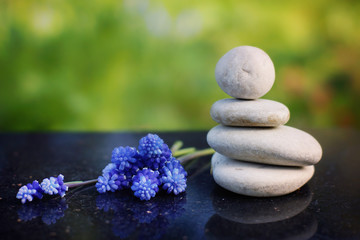 Fototapeta na wymiar Zen composition, stones for massage and blue flowers Miskuri on a polished granite table in the summer garden