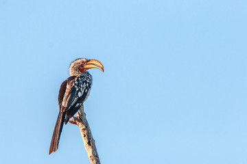 Southern yellow-billed hornbill on a branch.