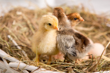 nestling chick. farm chicken.baby