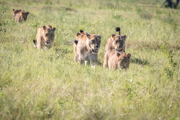 Fototapeta na wymiar Pride of Lions walking in the grass.
