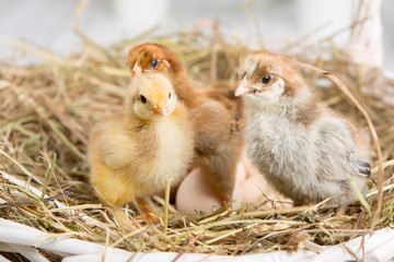 nestling chick. farm chicken.baby