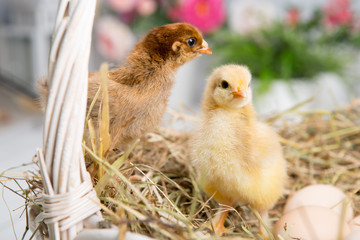 nestling chick. farm chicken.baby