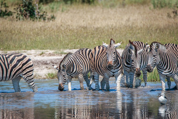 Fototapeta na wymiar Several Zebras drinking in the Chobe.