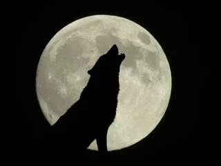 Foto op Plexiglas howling wolf at full moon © melanie