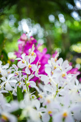 white and purple orchid with green bokeh, defocused background on outdoor garden background