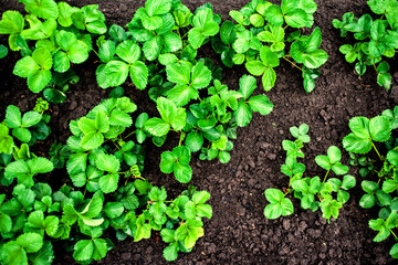 The seedling are growing in the soil top view close up