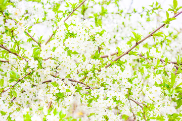 Obraz na płótnie Canvas Spring background with white blossom. Beautiful Nature Springtime with blooming tree and sun flare..