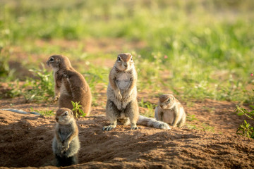 Group of Ground squirrels in the sand.