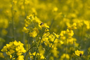 blühender,Raps