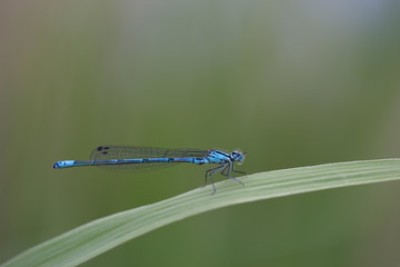 sich putzende Libelle